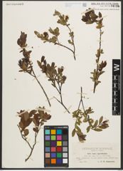 Foto von Salix myrtilloides L.